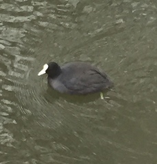 Fulica atra
