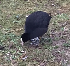 Fulica atra