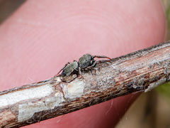 Heliophanus forcipifer