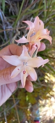 Gladiolus angustus