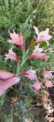 Gladiolus angustus