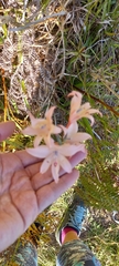 Gladiolus angustus