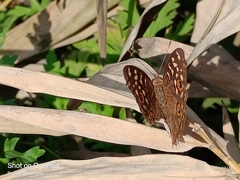 Junonia lemonias