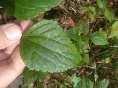 Baeodromus eupatorii