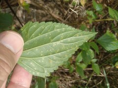 Baeodromus eupatorii