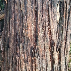 Eucalyptus blaxlandii