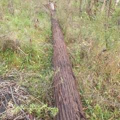 Eucalyptus blaxlandii