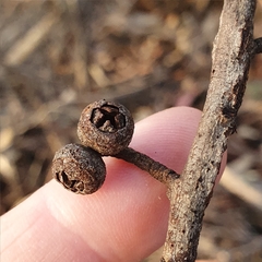 Eucalyptus blaxlandii