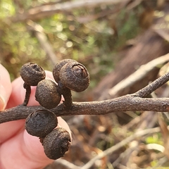 Eucalyptus blaxlandii