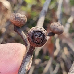 Eucalyptus blaxlandii