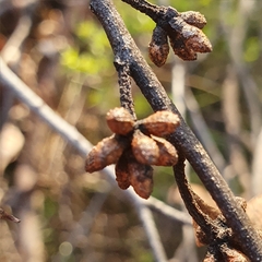 Eucalyptus blaxlandii
