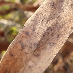 Eucalyptus blaxlandii