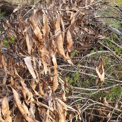 Eucalyptus blaxlandii