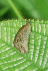 Ypthima baldus newboldi