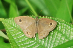 Ypthima baldus newboldi