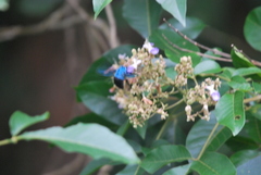 Xylocopa caerulea