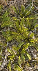 Aciphylla montana