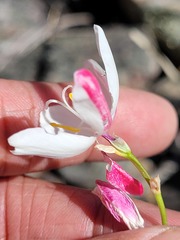 Ixia campanulata