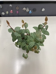 Peperomia tetragona