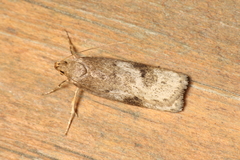 Phaeosaces apocrypta