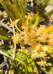 Aciphylla montana