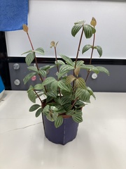 Peperomia tetragona