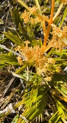 Aciphylla montana