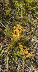 Aciphylla montana