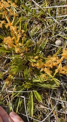 Aciphylla montana