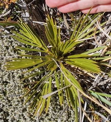Aciphylla montana