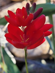 Ixia campanulata