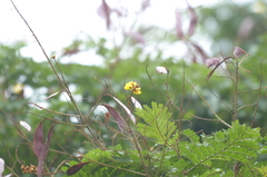 Peltophorum pterocarpum