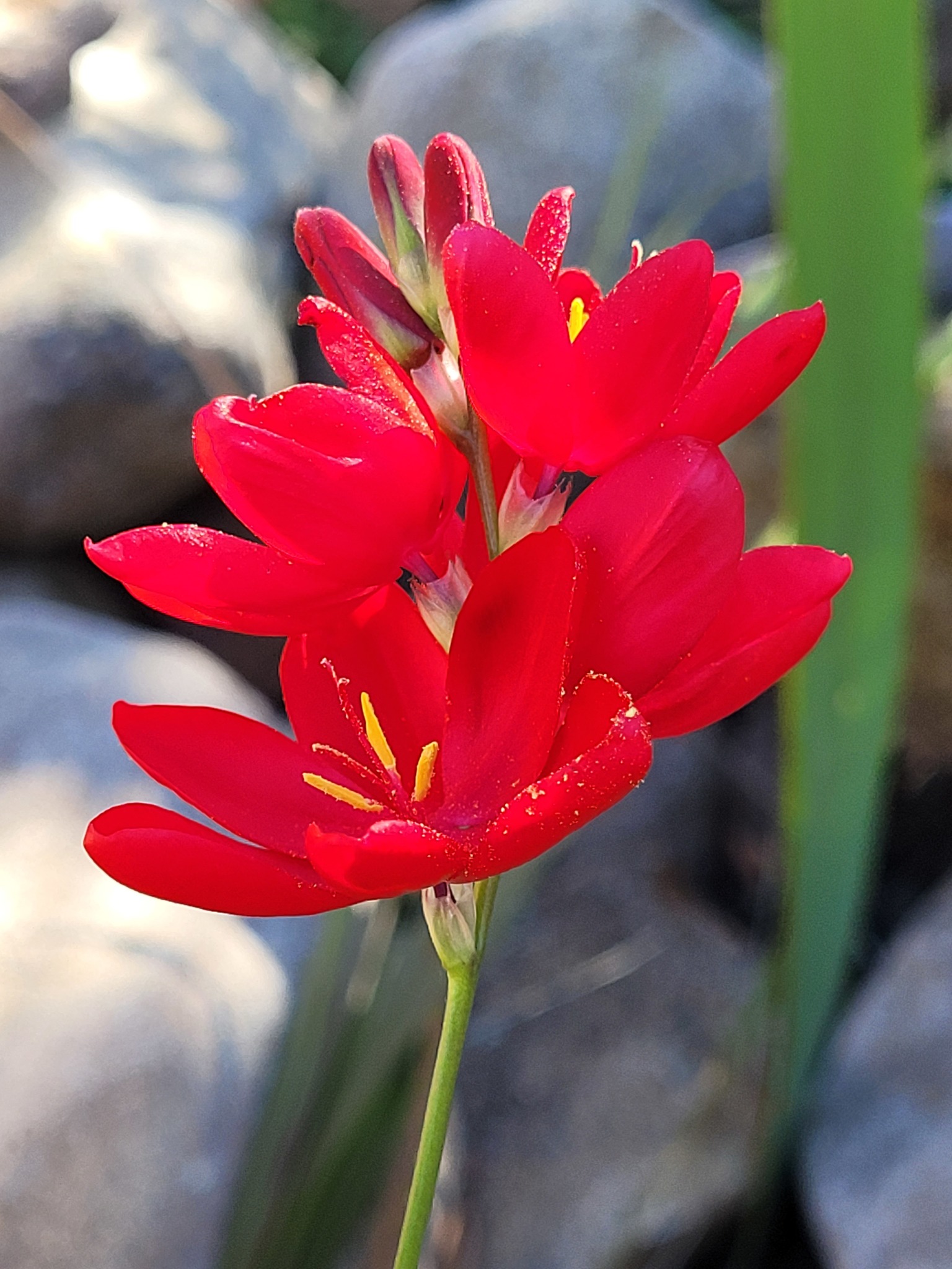 Ixia campanulata