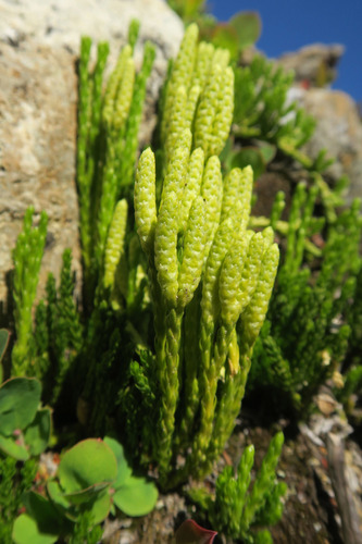 Alpine × Sitka Clubmoss (Hybrid Diphasiastrum alpinum × sitchense ...