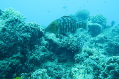 Lethrinus miniatus