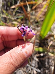 Moraea incurva