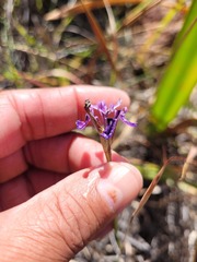 Moraea incurva