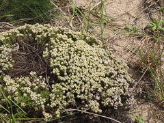 Helichrysum asperum comosum