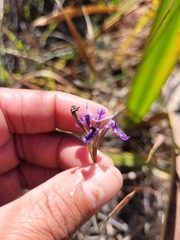 Moraea incurva