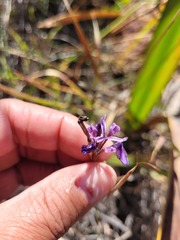 Moraea incurva