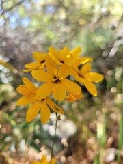 Ixia odorata odorata