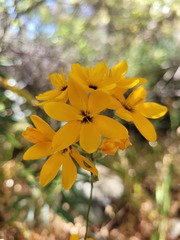 Ixia odorata odorata
