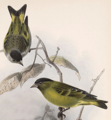 Black-Capped Siskin photo 3