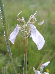 Moraea pubiflora