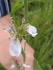 Moraea pubiflora