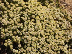 Helichrysum asperum comosum