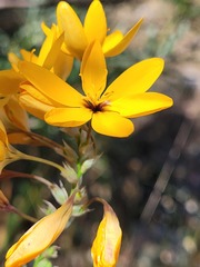 Ixia odorata odorata