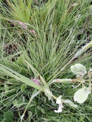Moraea pubiflora