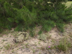Helichrysum asperum comosum