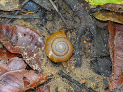 Quantula striata